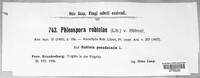 Phloeospora robiniae image